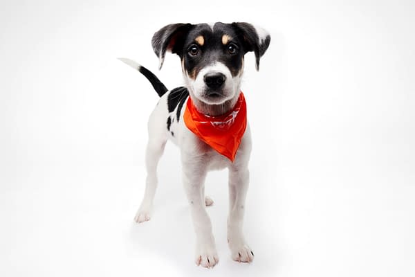 Puppy Bowl XXII Pregame Preview: Meet Team Fluff & Team Ruff!