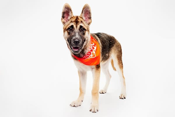 Puppy Bowl XXII Pregame Preview: Meet Team Fluff & Team Ruff!