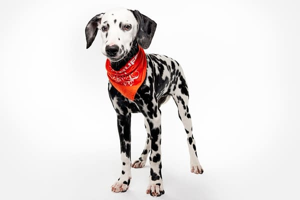 Puppy Bowl XXII Pregame Preview: Meet Team Fluff & Team Ruff!