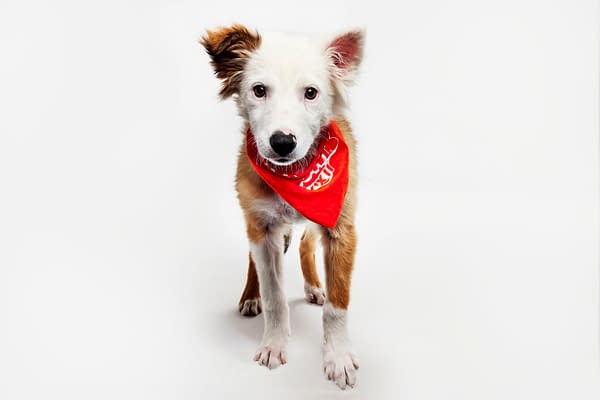 Puppy Bowl XXII Pregame Preview: Meet Team Fluff & Team Ruff!