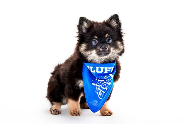 Puppy Bowl XXII Pregame Preview: Meet Team Fluff & Team Ruff!