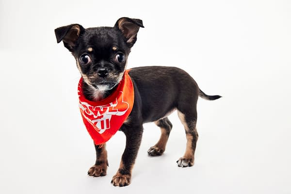 Puppy Bowl XXII Pregame Preview: Meet Team Fluff & Team Ruff!