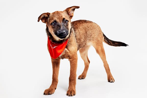 Puppy Bowl XXII Pregame Preview: Meet Team Fluff & Team Ruff!