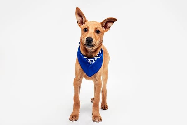 Puppy Bowl XXII Pregame Preview: Meet Team Fluff & Team Ruff!