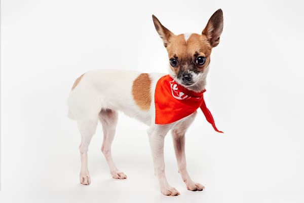 Puppy Bowl XXII Pregame Preview: Meet Team Fluff & Team Ruff!