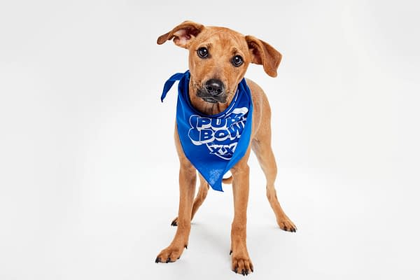 Puppy Bowl XXII Pregame Preview: Meet Team Fluff & Team Ruff!