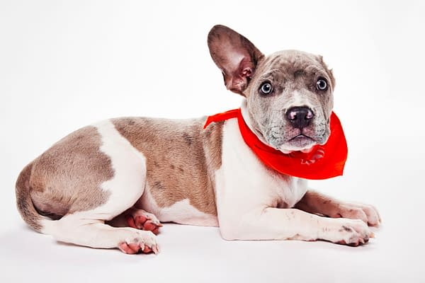 Puppy Bowl XXII Pregame Preview: Meet Team Fluff & Team Ruff!