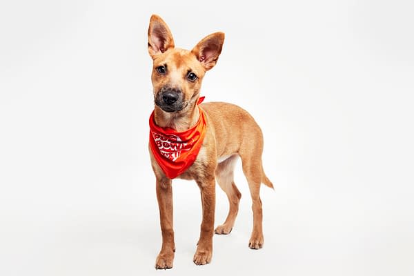 Puppy Bowl XXII Pregame Preview: Meet Team Fluff & Team Ruff!