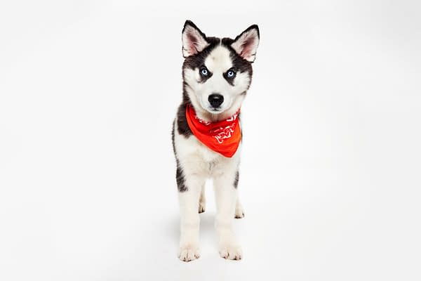 Puppy Bowl XXII Pregame Preview: Meet Team Fluff & Team Ruff!