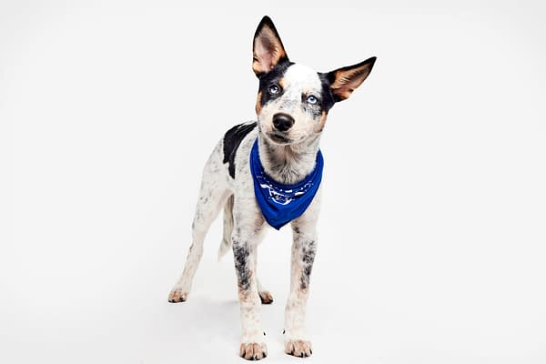 Puppy Bowl XXII Pregame Preview: Meet Team Fluff & Team Ruff!