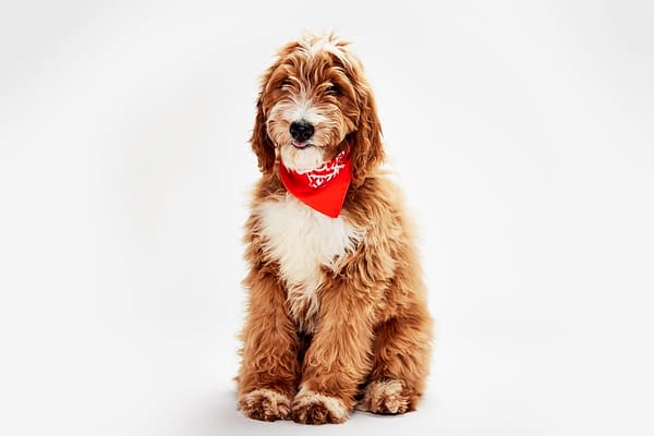 Puppy Bowl XXII Pregame Preview: Meet Team Fluff & Team Ruff!