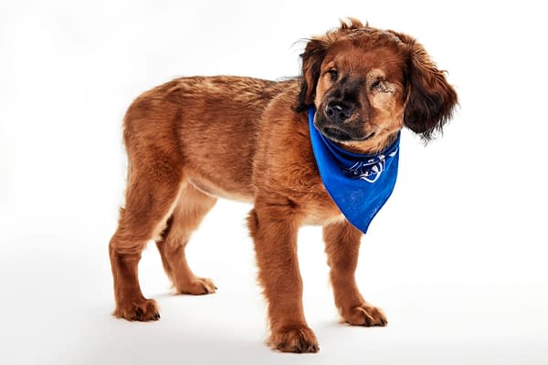 Puppy Bowl XXII Pregame Preview: Meet Team Fluff & Team Ruff!