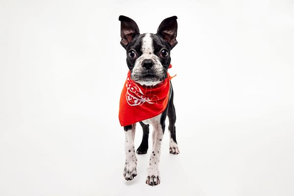 Puppy Bowl XXII Pregame Preview: Meet Team Fluff & Team Ruff!