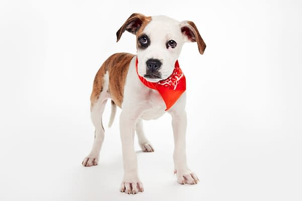 Puppy Bowl XXII Pregame Preview: Meet Team Fluff & Team Ruff!