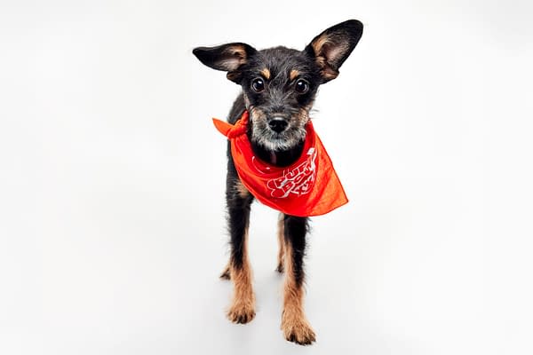 Puppy Bowl XXII Pregame Preview: Meet Team Fluff & Team Ruff!