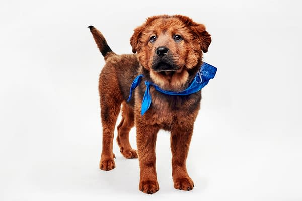 Puppy Bowl XXII Pregame Preview: Meet Team Fluff & Team Ruff!