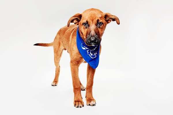 Puppy Bowl XXII Pregame Preview: Meet Team Fluff & Team Ruff!