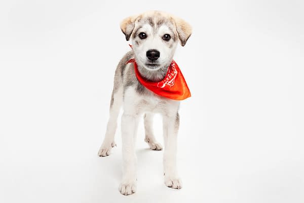 Puppy Bowl XXII Pregame Preview: Meet Team Fluff & Team Ruff!