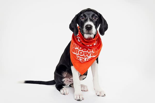 Puppy Bowl XXII Pregame Preview: Meet Team Fluff & Team Ruff!