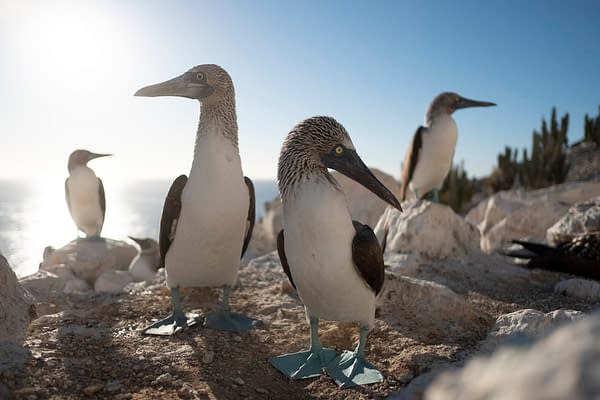The Americas Returns Tonight! "The Frozen North" & "Mexico" Fun Facts