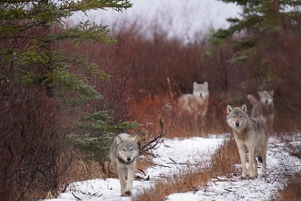 The Americas Returns Tonight! "The Frozen North" & "Mexico" Fun Facts