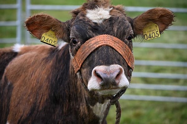A Real Cow Played EVE Online... For Some Reason