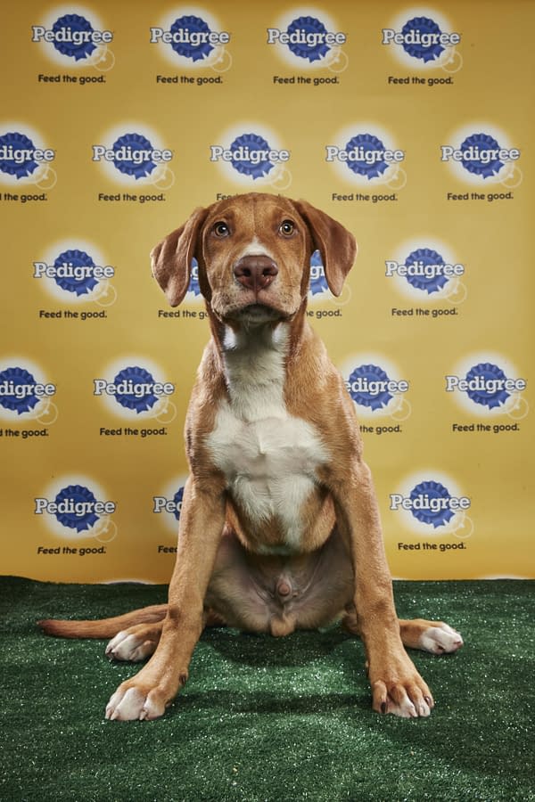 Puppy Bowl XIV: Join Bleeding Cool's Animal Planet Live-Blog Tonight!