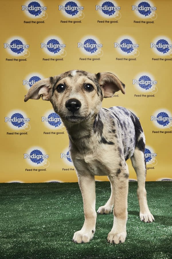 Puppy Bowl XIV: Join Bleeding Cool's Animal Planet Live-Blog Tonight!