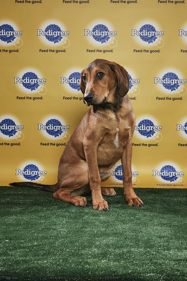 puppy bowl xiv live blog