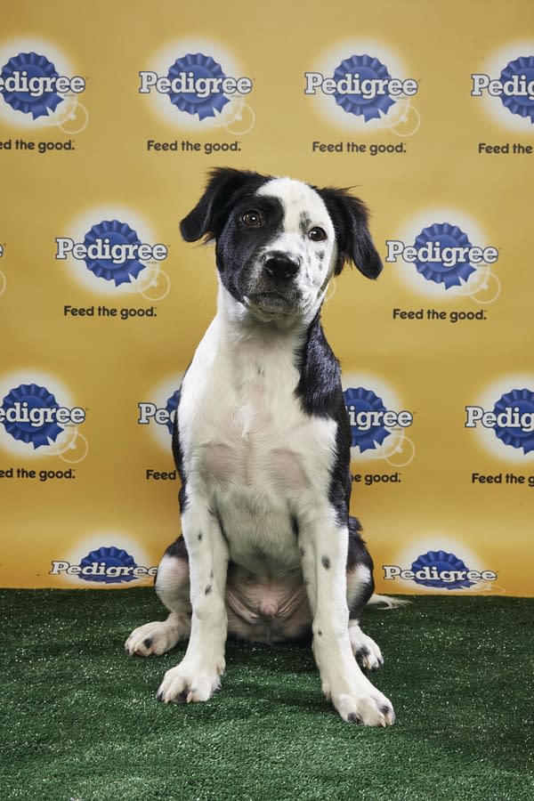 Puppy Bowl XIV: Join Bleeding Cool's Animal Planet Live-Blog Tonight!