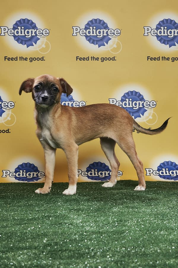 Puppy Bowl XIV: Join Bleeding Cool's Animal Planet Live-Blog Tonight!