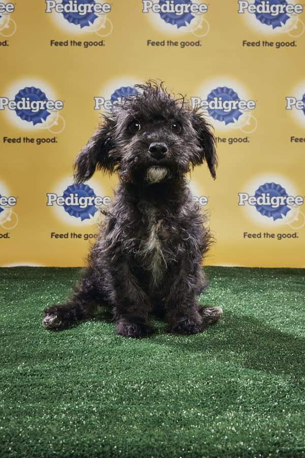 Puppy Bowl XIV: Join Bleeding Cool's Animal Planet Live-Blog Tonight!