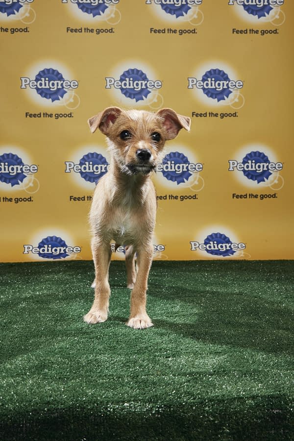 Puppy Bowl XIV: Join Bleeding Cool's Animal Planet Live-Blog Tonight!