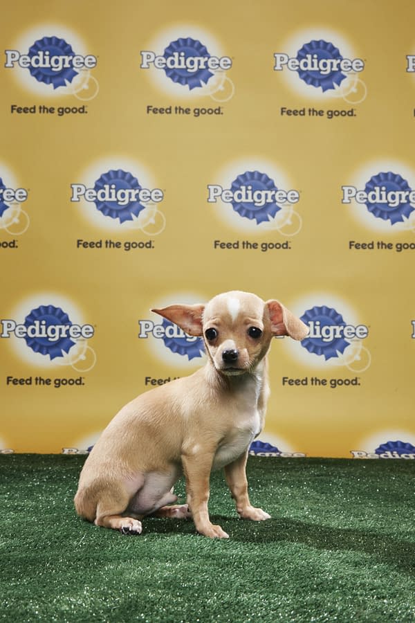 Puppy Bowl XIV: Join Bleeding Cool's Animal Planet Live-Blog Tonight!