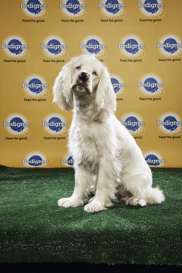 Puppy Bowl XIV: Join Bleeding Cool's Animal Planet Live-Blog Tonight!