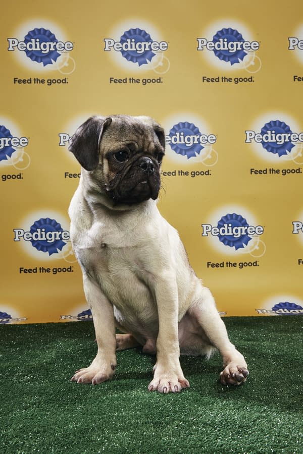 Puppy Bowl XIV: Join Bleeding Cool's Animal Planet Live-Blog Tonight!