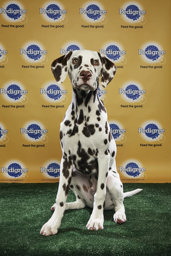 Puppy Bowl XIV: Join Bleeding Cool's Animal Planet Live-Blog Tonight!