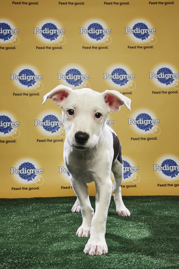 Puppy Bowl XIV: Join Bleeding Cool's Animal Planet Live-Blog Tonight!