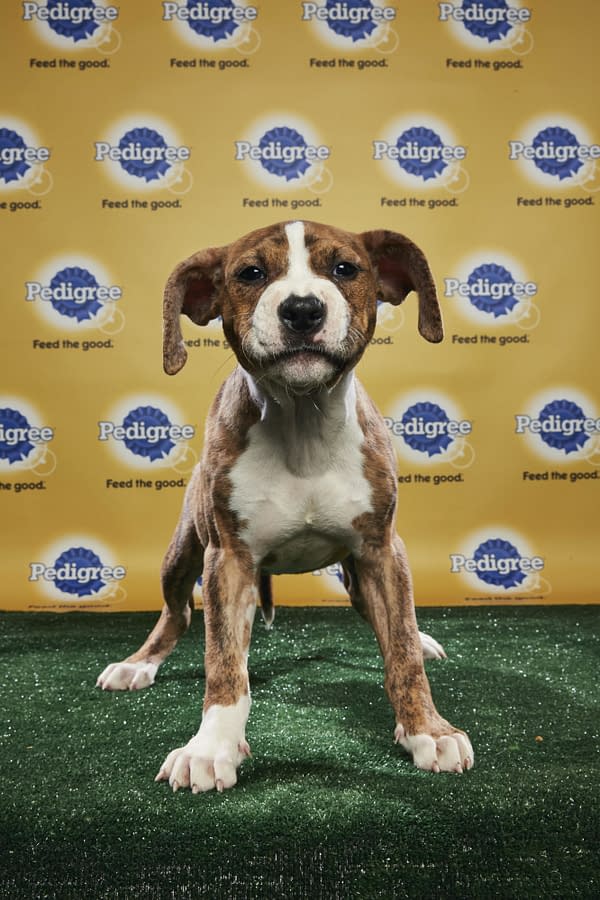 Puppy Bowl XIV: Join Bleeding Cool's Animal Planet Live-Blog Tonight!