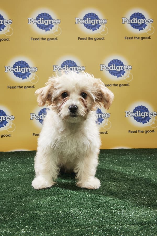 Puppy Bowl XIV: Join Bleeding Cool's Animal Planet Live-Blog Tonight!