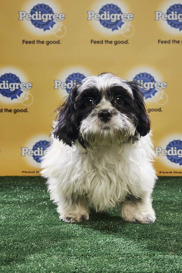 Puppy Bowl XIV: Join Bleeding Cool's Animal Planet Live-Blog Tonight!