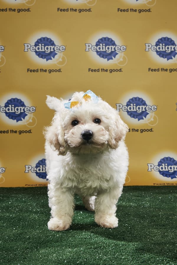 Puppy Bowl XIV: Join Bleeding Cool's Animal Planet Live-Blog Tonight!