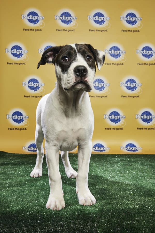 Puppy Bowl XIV: Join Bleeding Cool's Animal Planet Live-Blog Tonight!