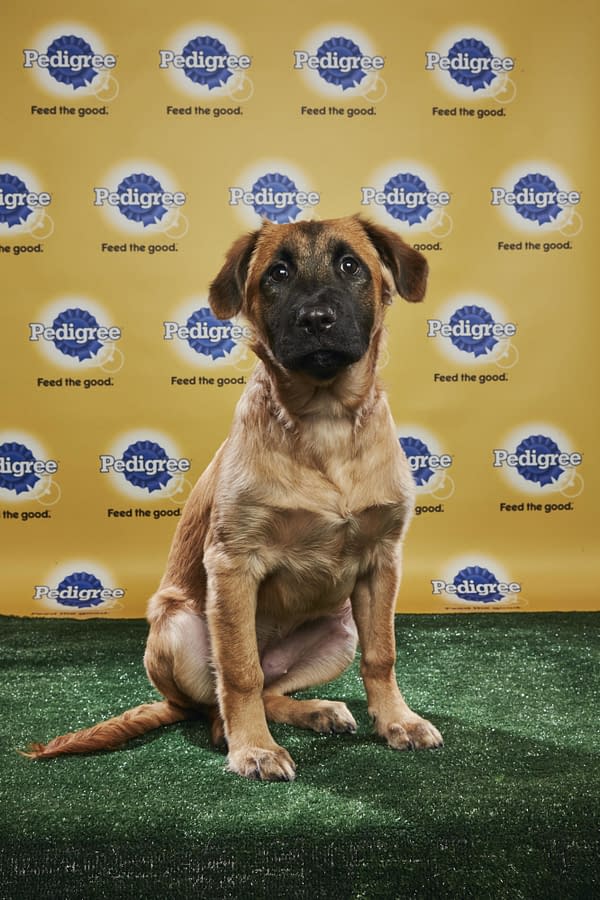 Puppy Bowl XIV: Join Bleeding Cool's Animal Planet Live-Blog Tonight!