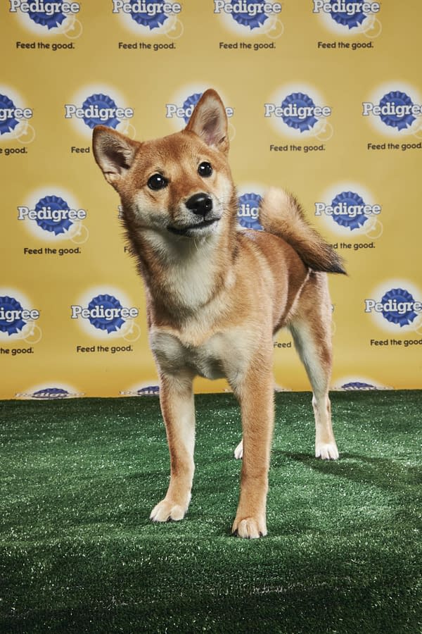 Puppy Bowl XIV: Join Bleeding Cool's Animal Planet Live-Blog Tonight!