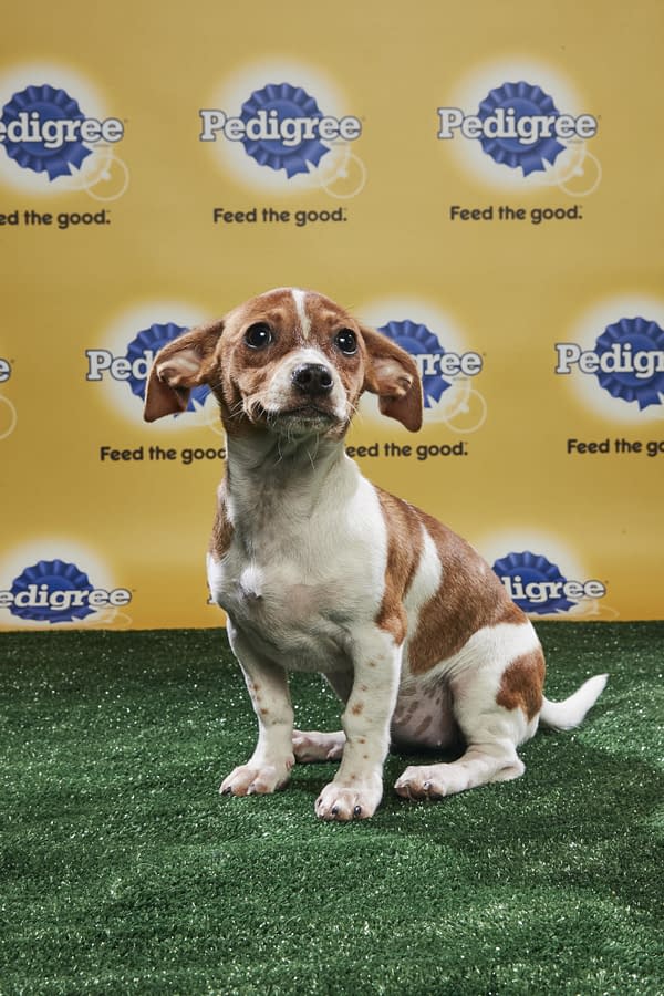 Puppy Bowl XIV: Join Bleeding Cool's Animal Planet Live-Blog Tonight!