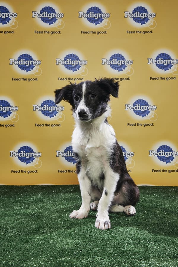 Puppy Bowl XIV: Join Bleeding Cool's Animal Planet Live-Blog Tonight!