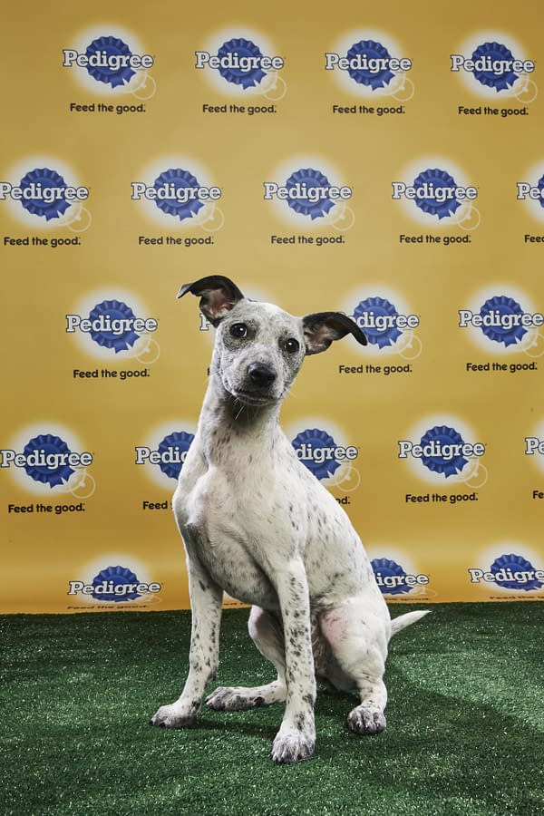 Puppy Bowl XIV: Join Bleeding Cool's Animal Planet Live-Blog Tonight!