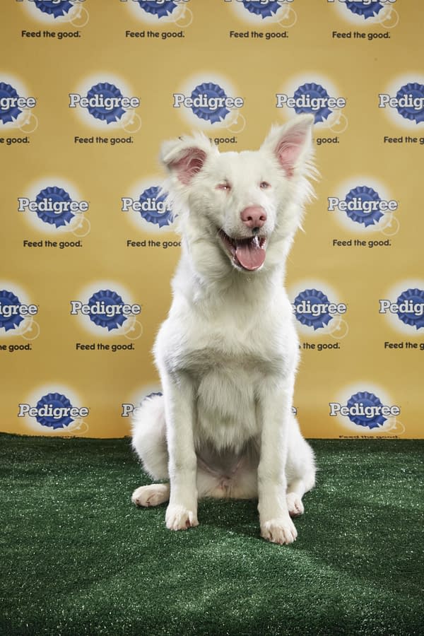 Puppy Bowl XIV: Join Bleeding Cool's Animal Planet Live-Blog Tonight!