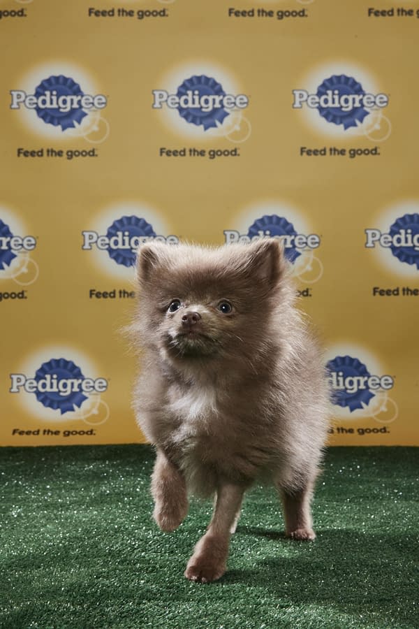 Puppy Bowl XIV: Join Bleeding Cool's Animal Planet Live-Blog Tonight!